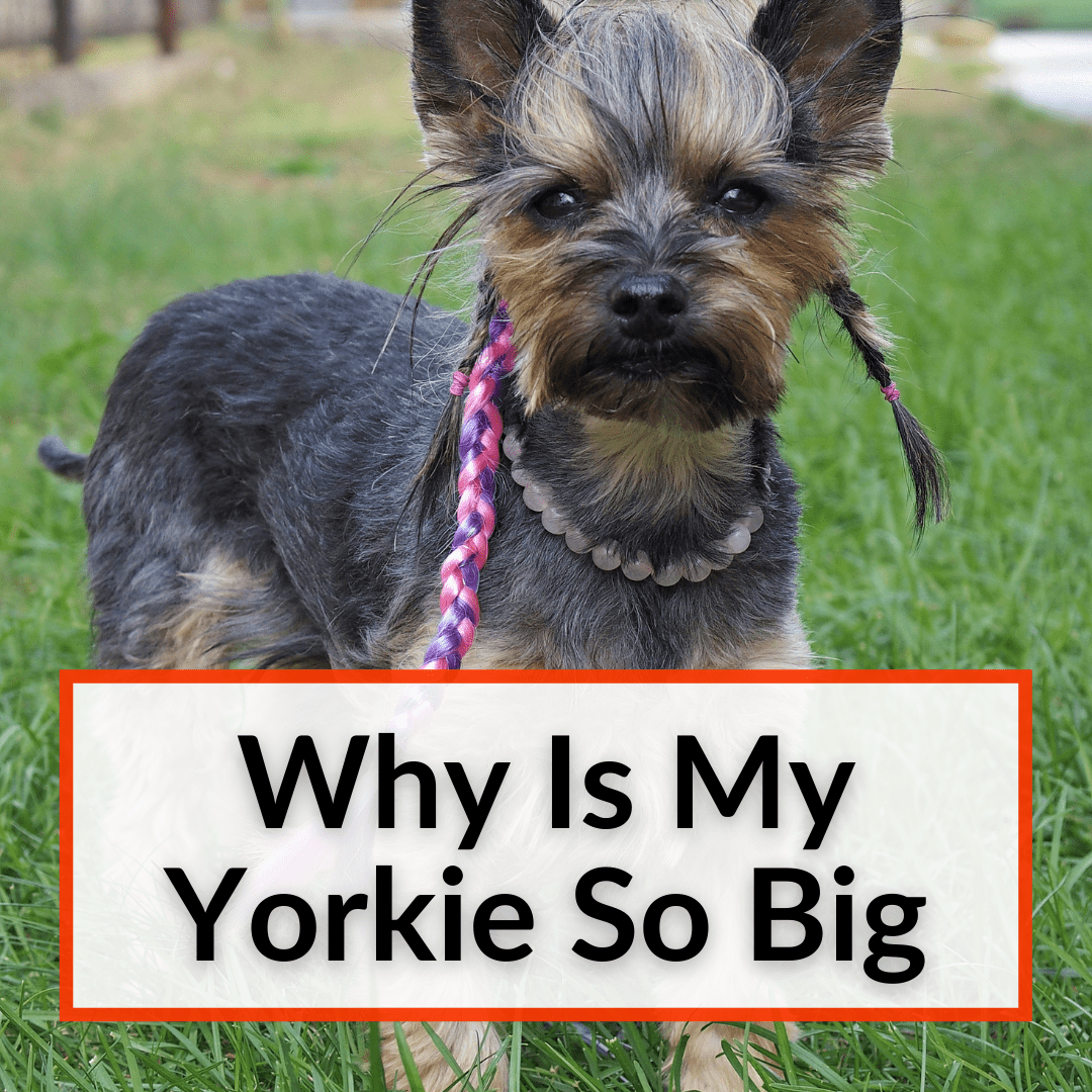 Why Is My Yorkie So Big? (It May Not Be Your Fault)