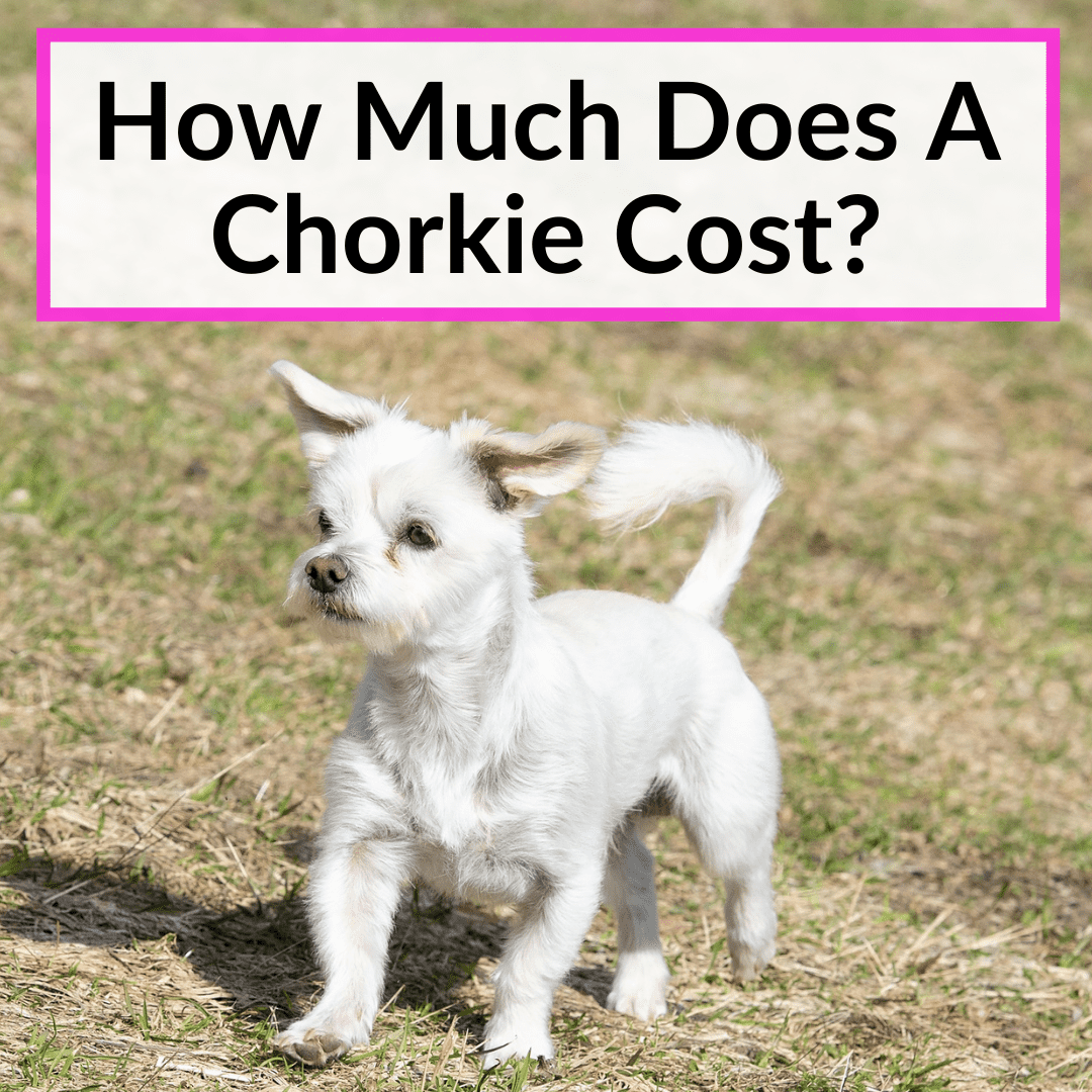 Yorkie Chihuahua Mix Price
