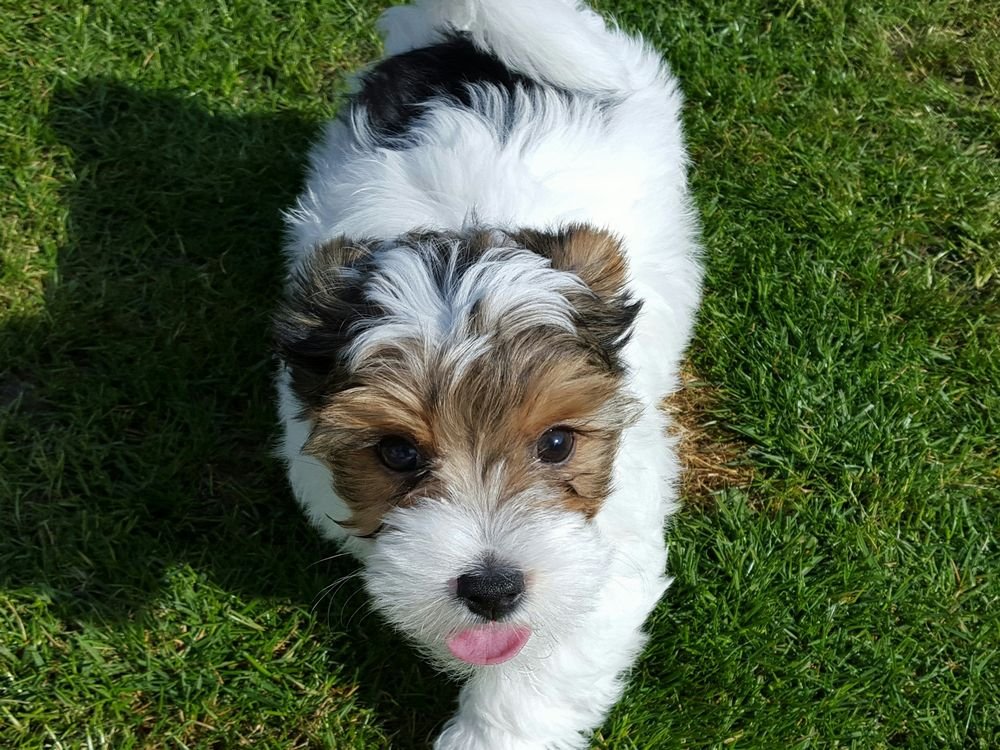 yorkie teddy bear mix