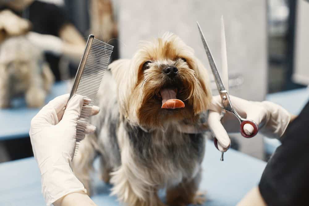 combing a yorkshire terrier
