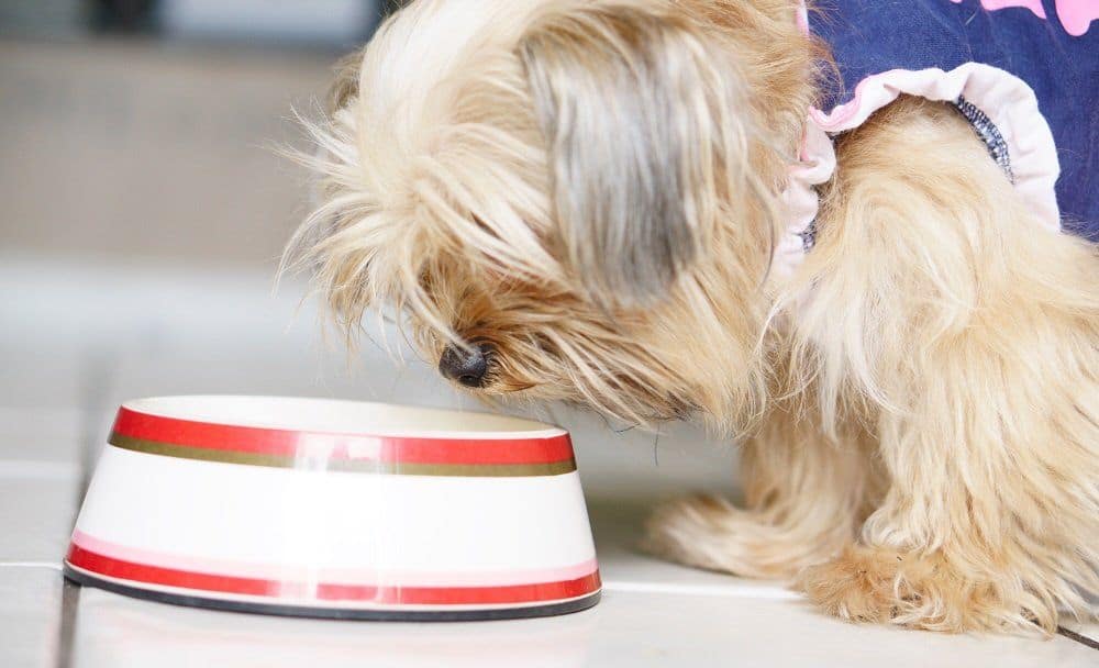 Yorkie with food bowl
