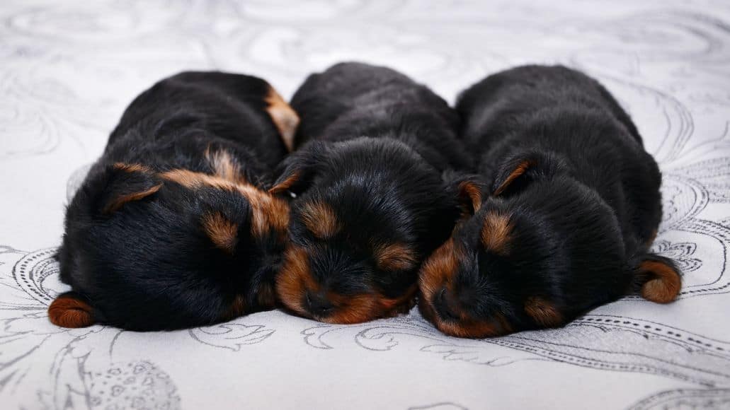 newborn yorkie puppies after long labor
