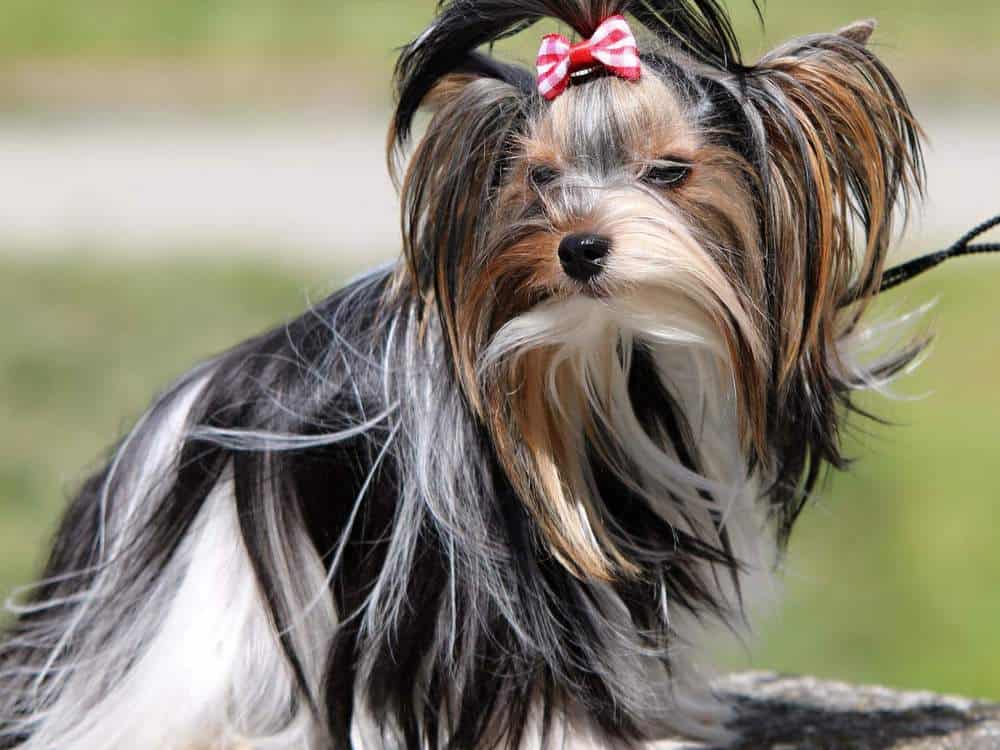 parti yorkie with long hair