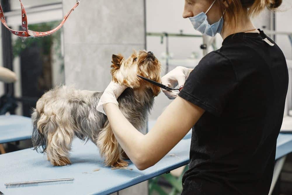 grooming yorkshire terrier face