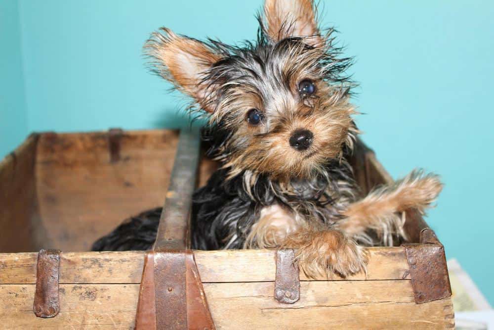 confused yorkshire terrier staring