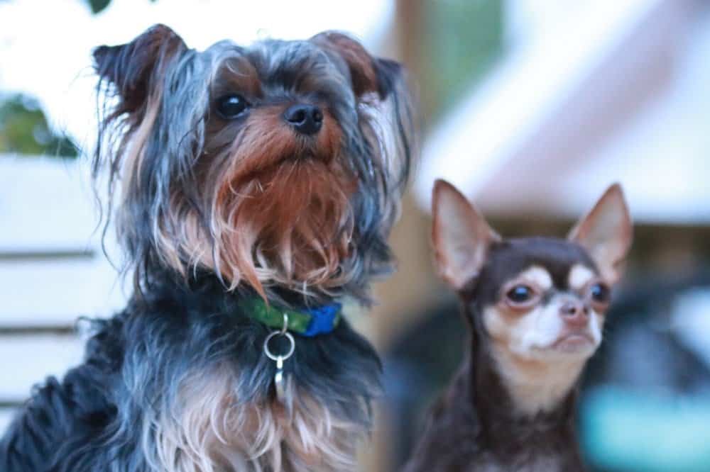 Chihuahua and yorkie dogs