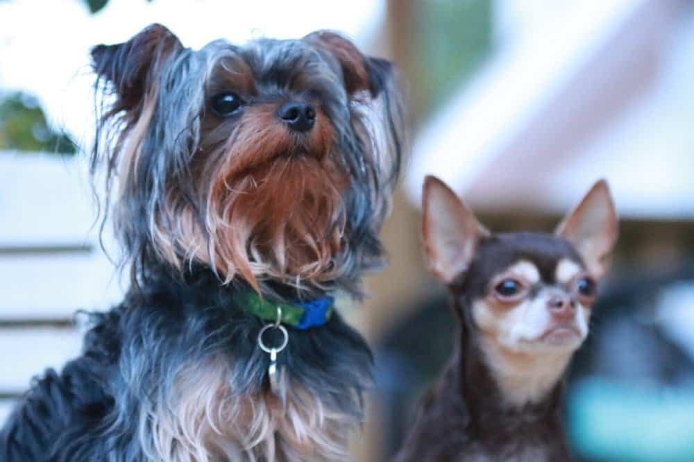 Yorkie Chihuahua Mix Price (Chorkie Cost And More)