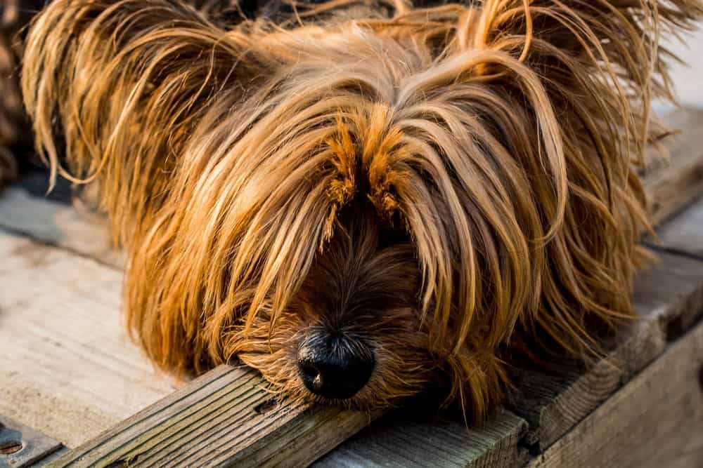 long unruly yorkshire terrier head hair