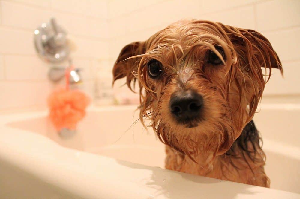 yorkie puppy bathing