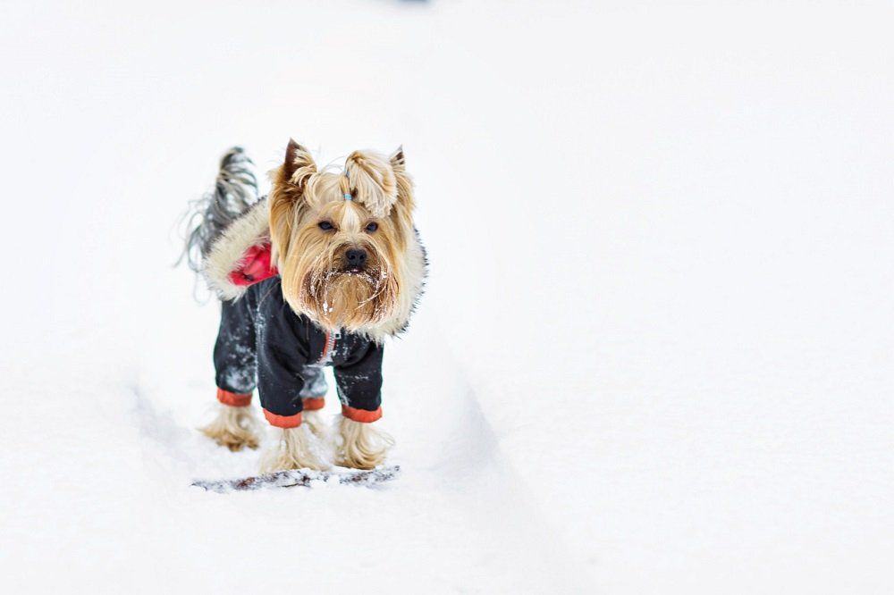 yorkie in right sized clothing
