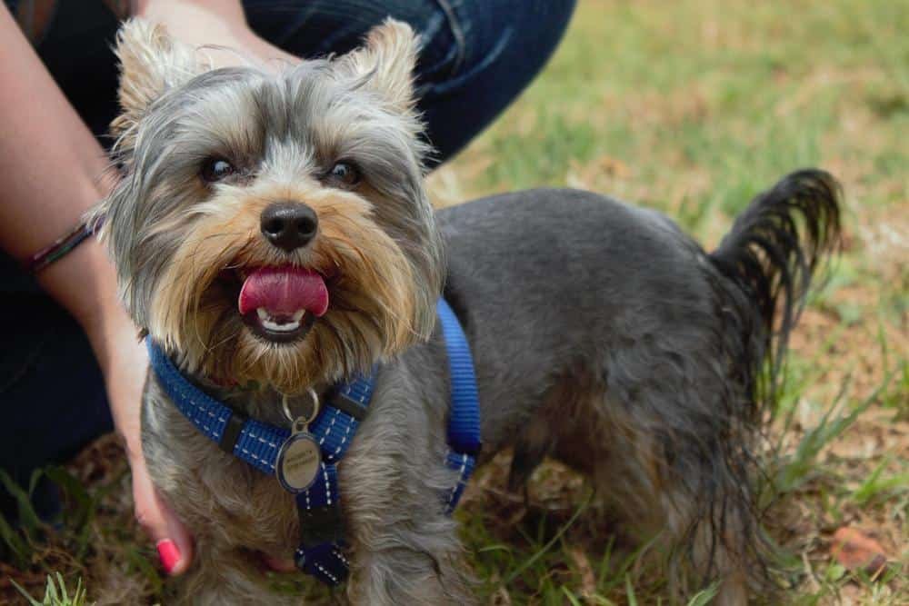 Why Do Yorkies Lick So Much? (People, Themselves, Etc.)