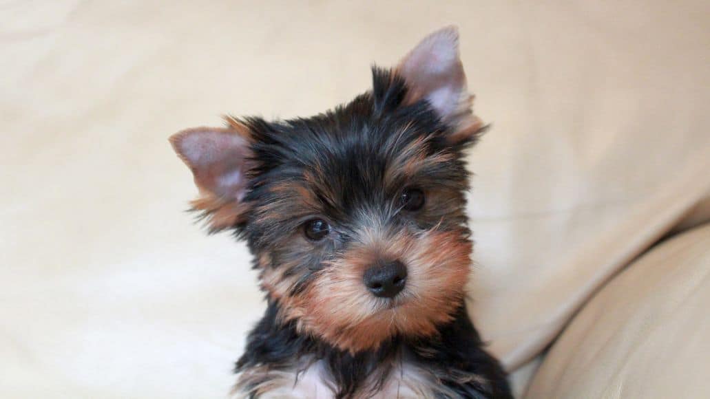 how much to feed baby yorkie