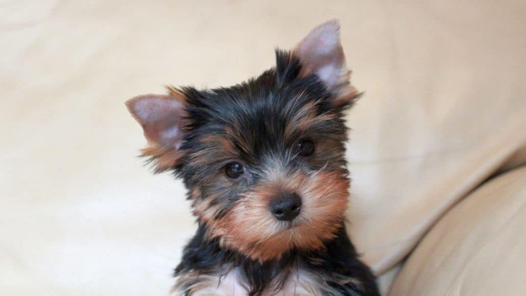 How To Potty Train A Yorkie And Avoid The Common Mistakes