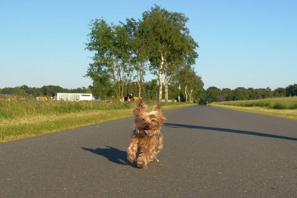 fast yorkie running on a road