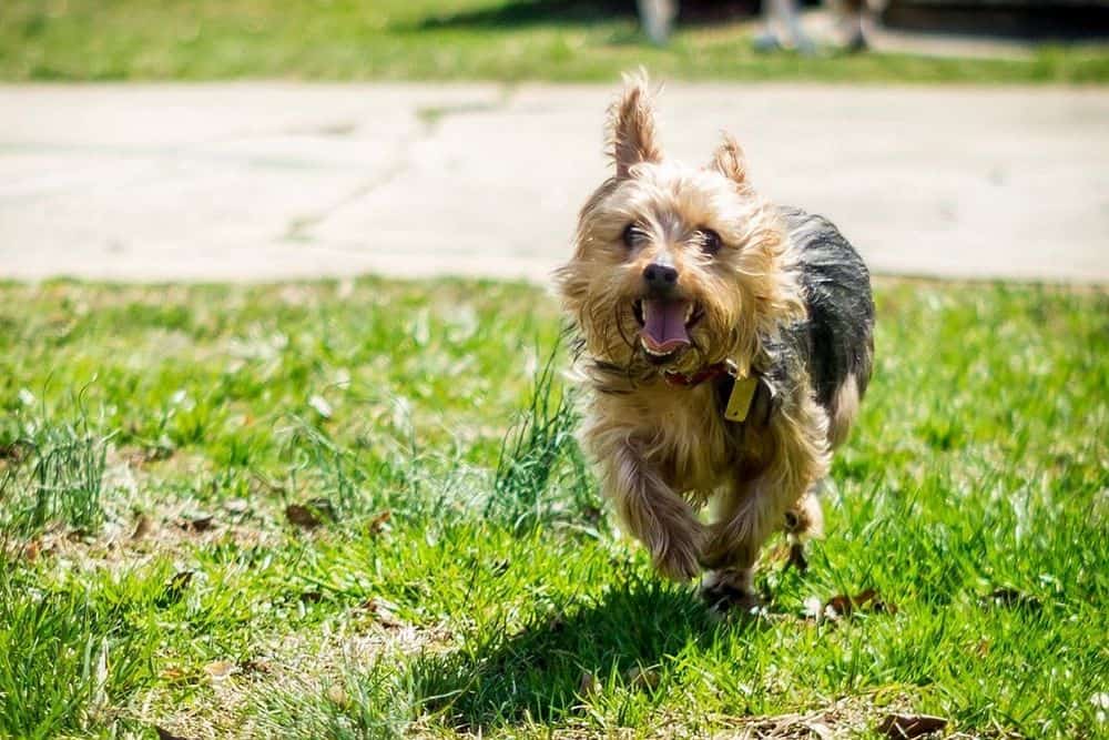 yorkie running with tongue out
