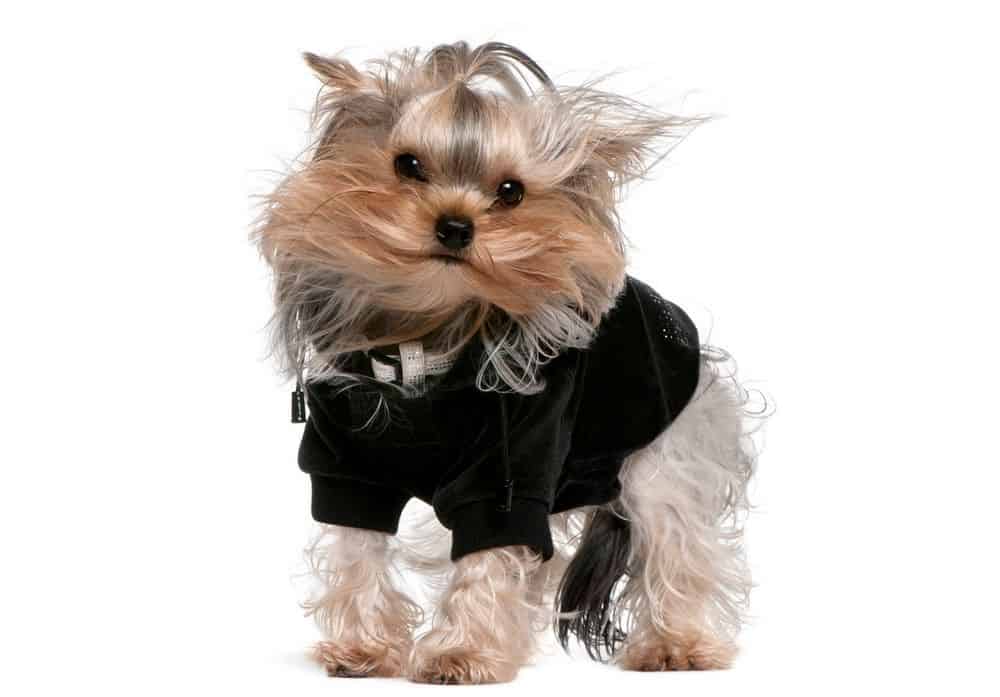 yorkie wearing right sized clothes