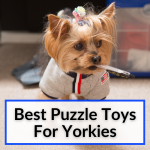Puzzle Toys For Yorkies