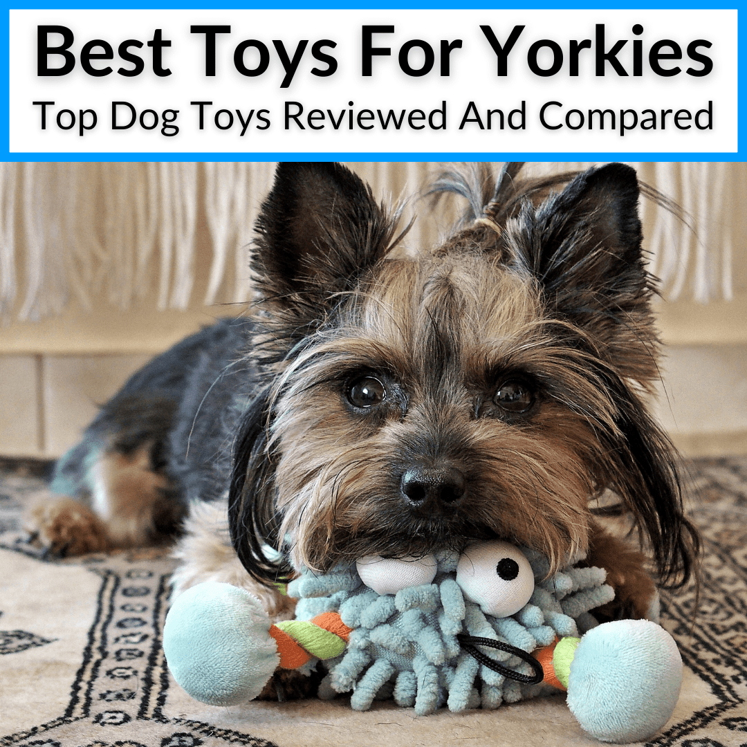 Best Toys For Yorkies