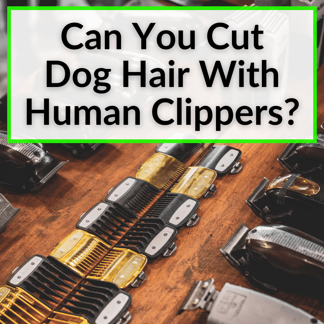 Can You Cut Dog Hair With Human Clippers