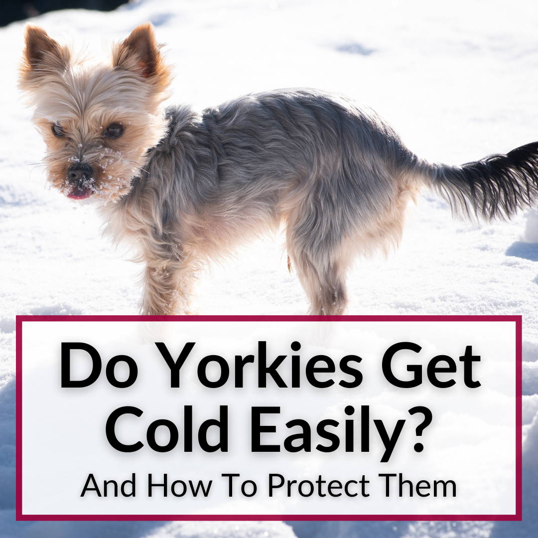 Do Yorkies Get Cold Easily