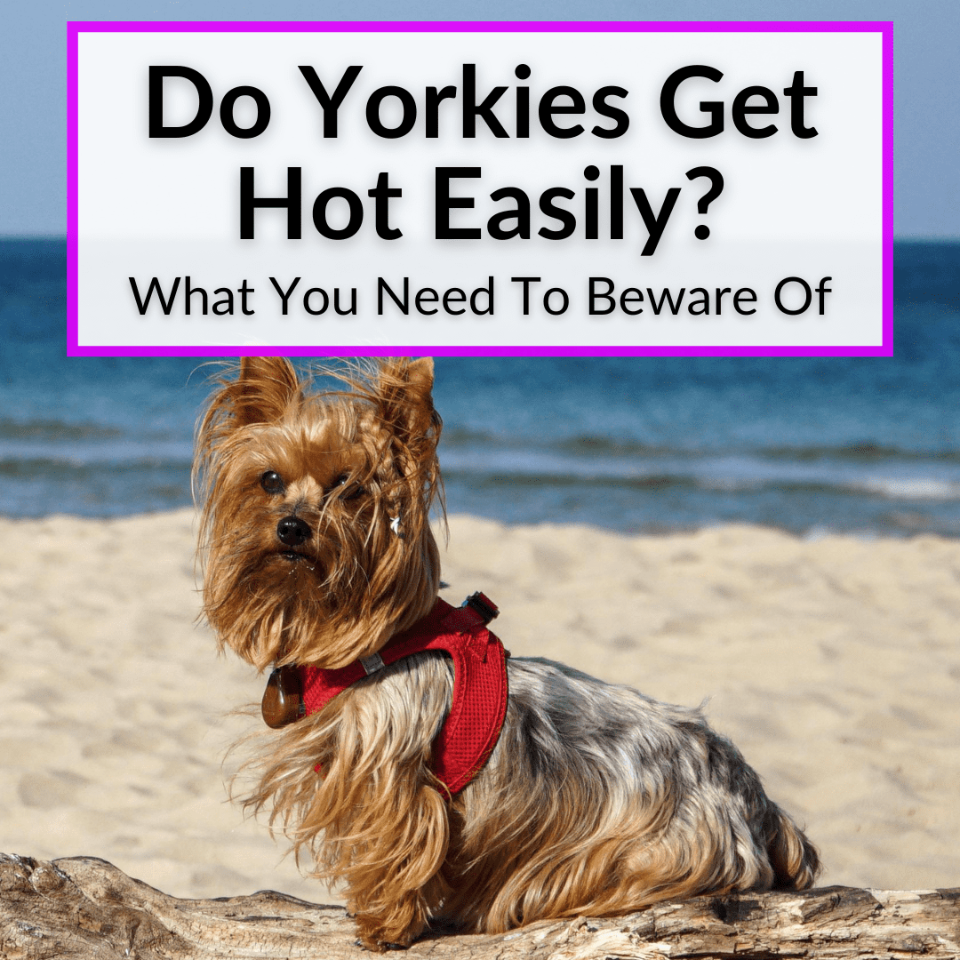 Do Yorkies Get Hot Easily