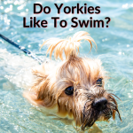 Do Yorkies Like To Swim