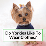 Do Yorkies Like To Wear Clothes