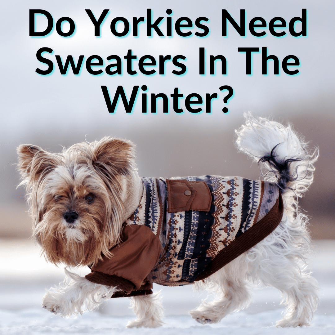 Do Yorkies Need Sweaters In The Winter