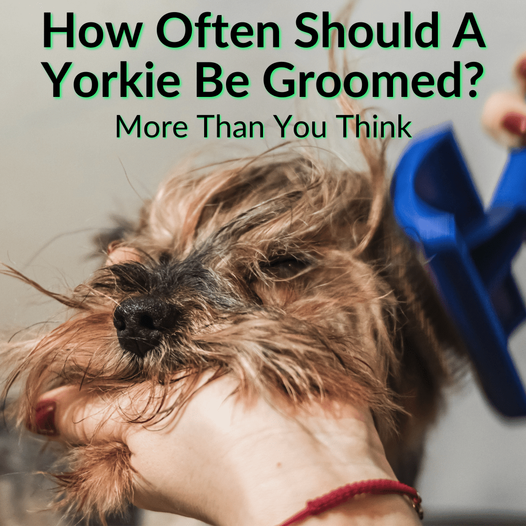 How Often Should A Yorkie Be Groomed? (More Than You ...