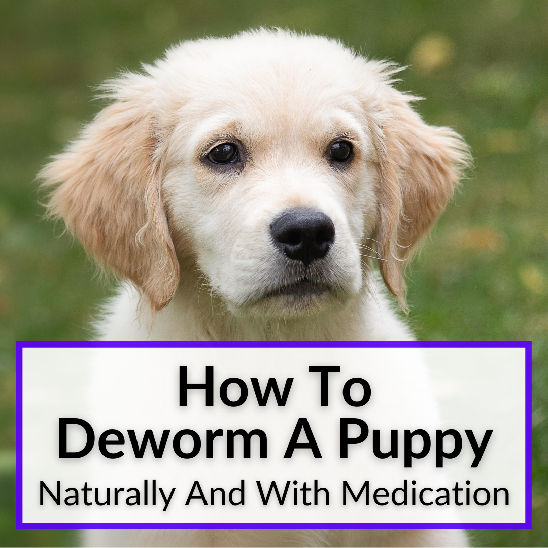 How To Deworm A Puppy