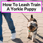 How To Leash Train A Yorkie Puppy