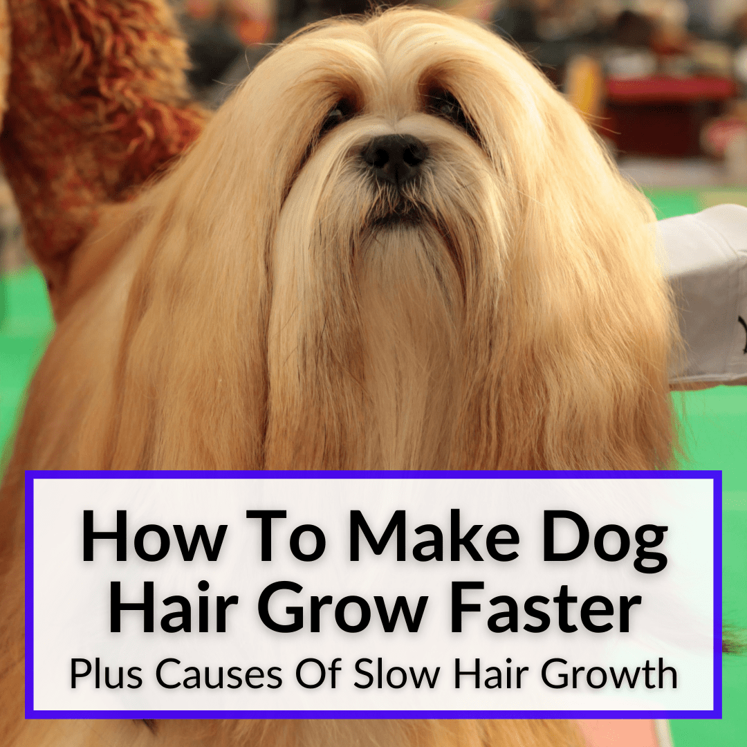 How To Make Dog Hair Grow Faster (+Causes Of Slow Hair Growth)