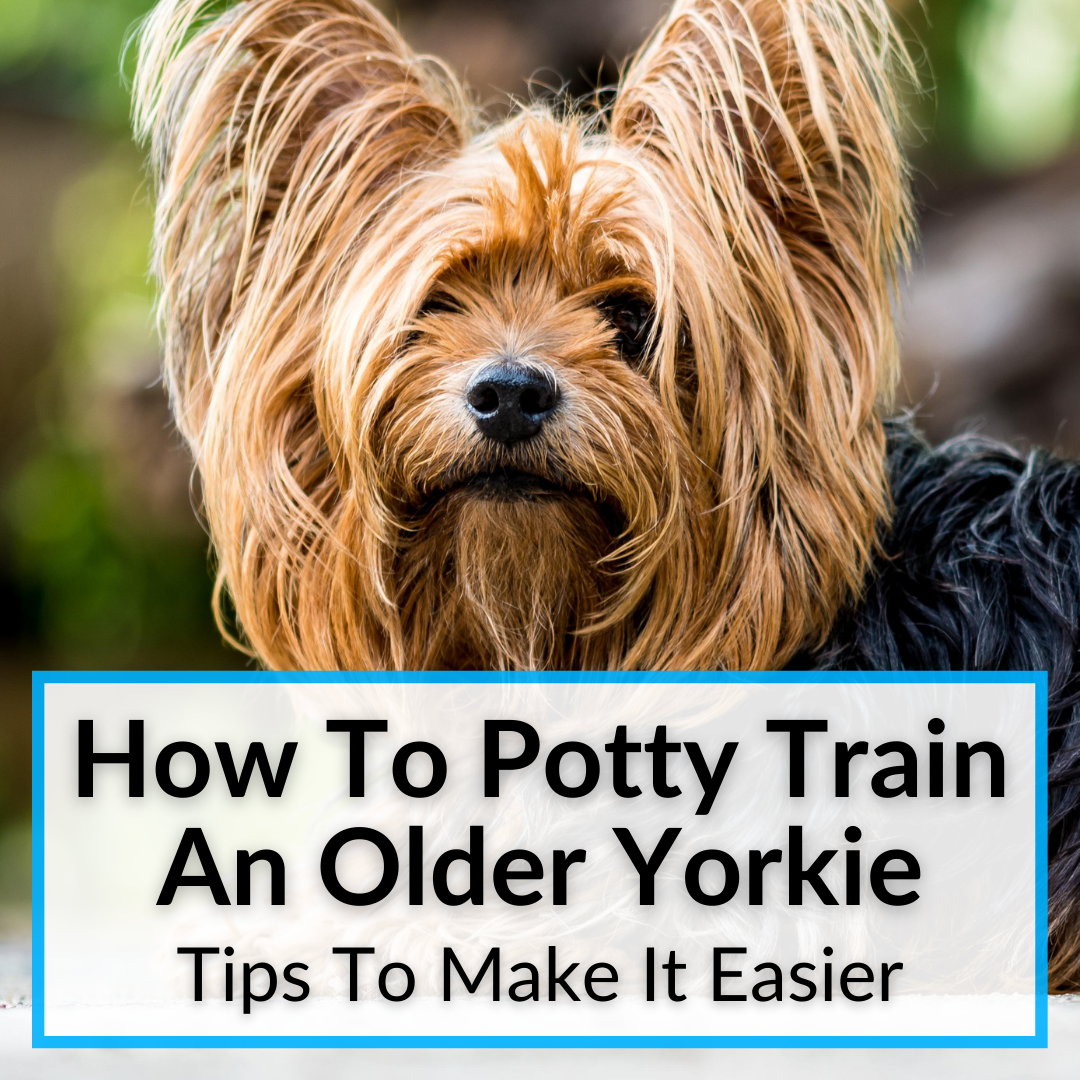 How To Potty Train An Older Yorkie