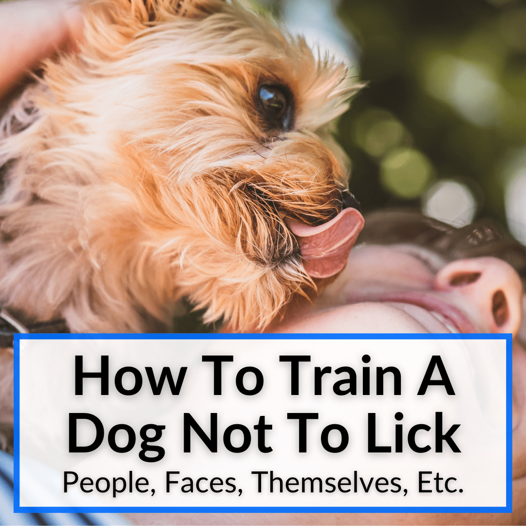how to train a dog not to lick