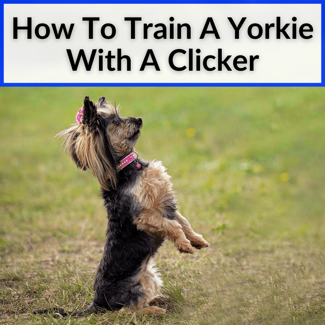 How To Train Yorkie With Clicker
