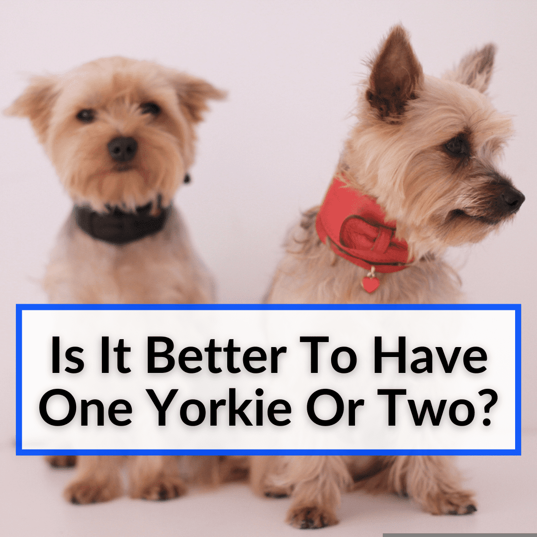 is it better to have one yorkie or two
