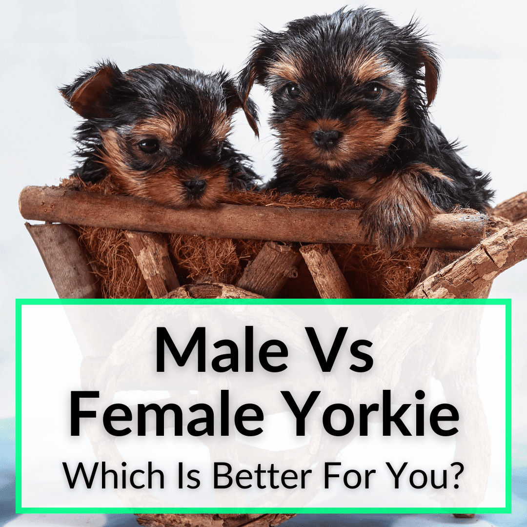 Male Vs Female Yorkie