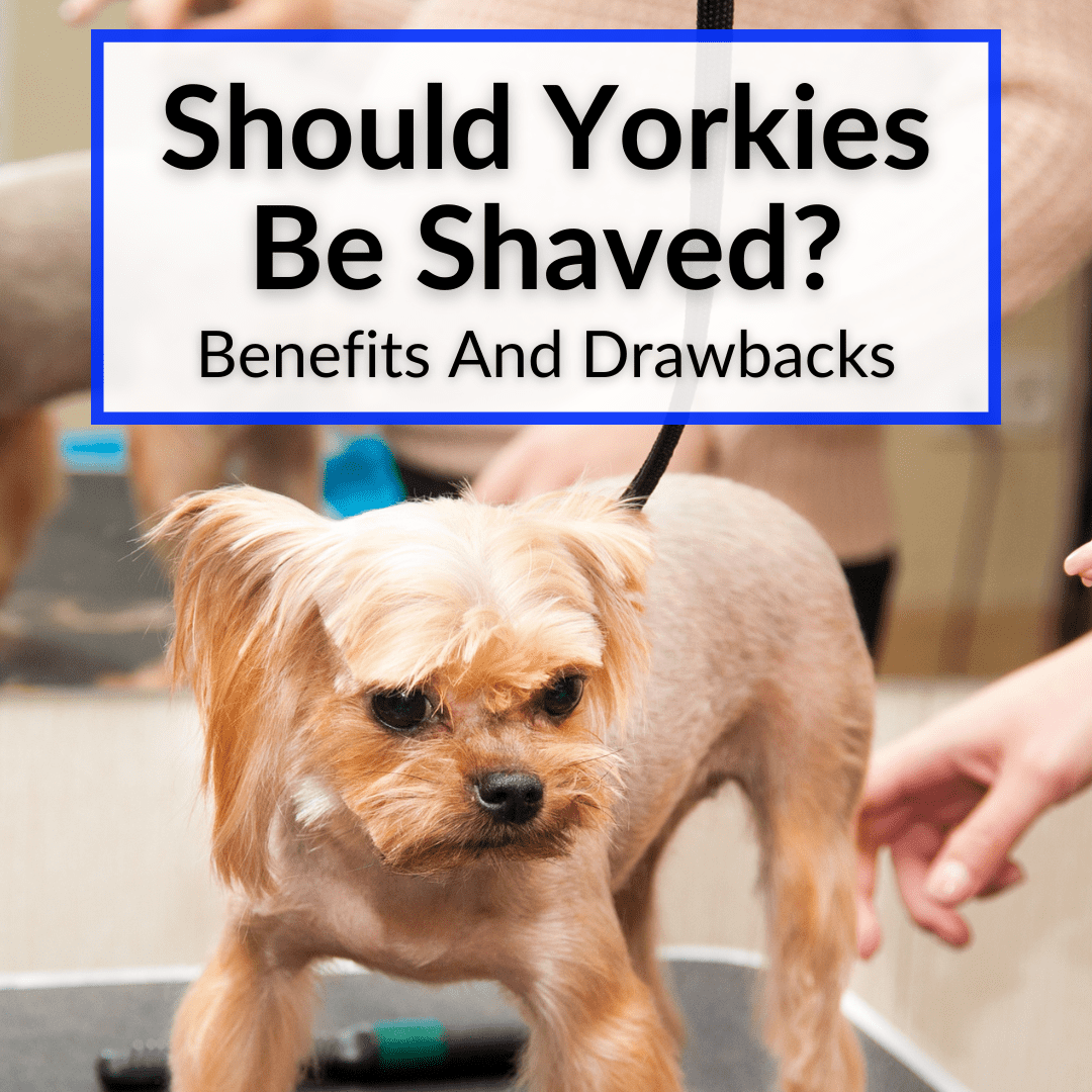 Should Yorkies Be Shaved? (Benefits And Drawbacks)