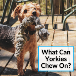 What Can Yorkies Chew On