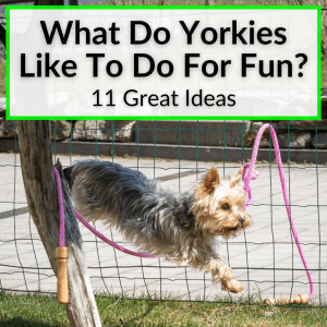 What Do Yorkies Like To Do For Fun