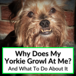 Why Does My Yorkie Growl At Me