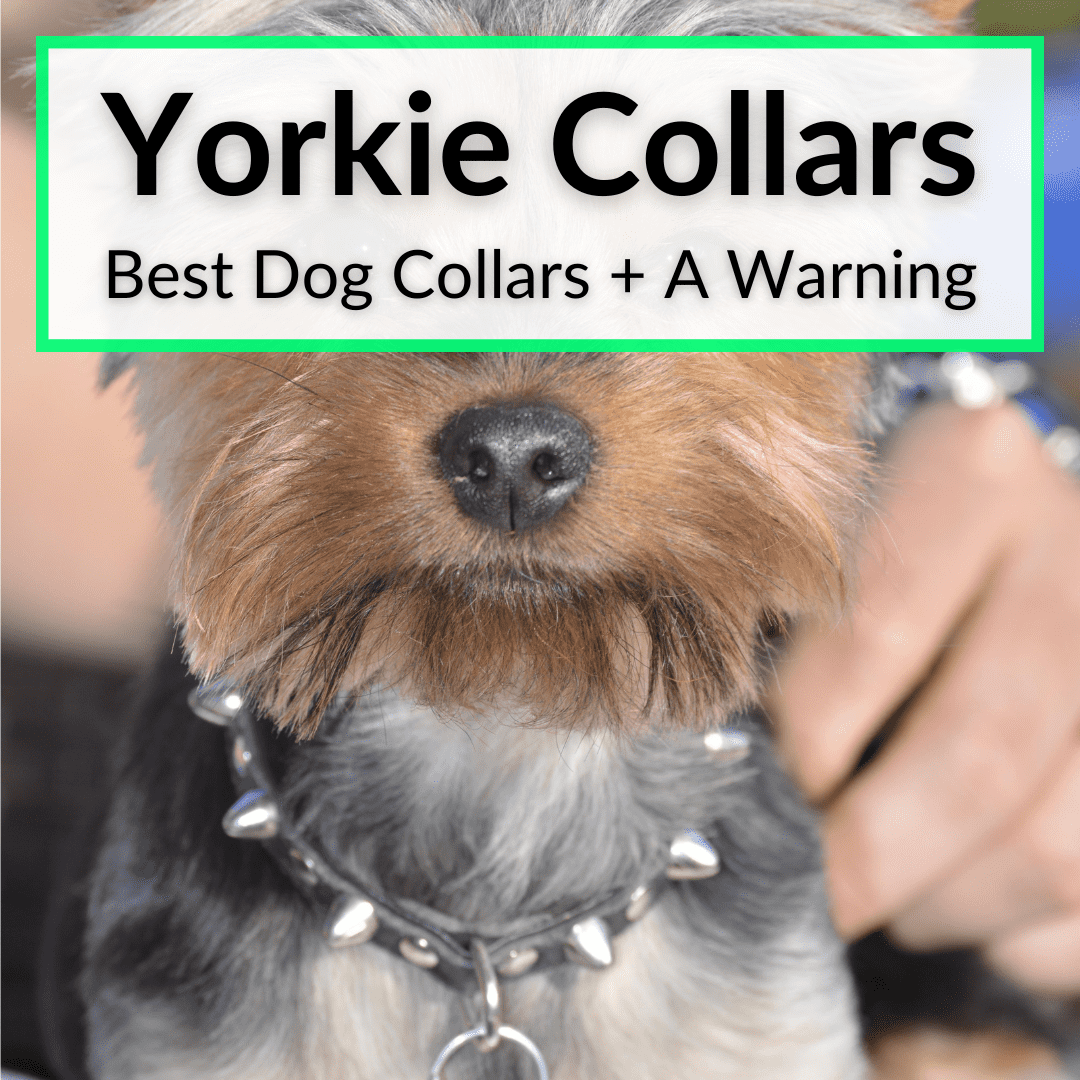 Yorkie Collars