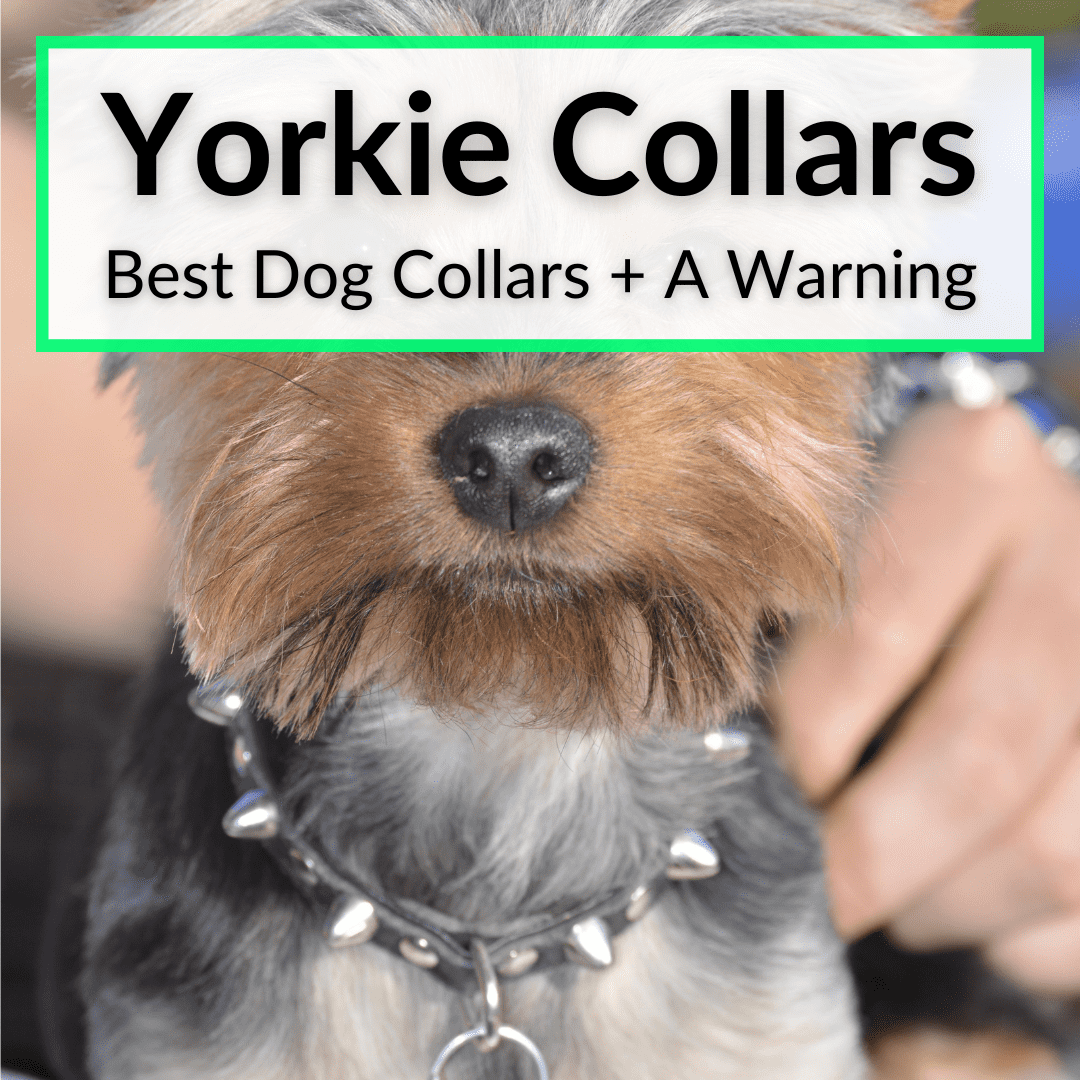 Yorkie Collars (Best Dog Collars + A Warning)