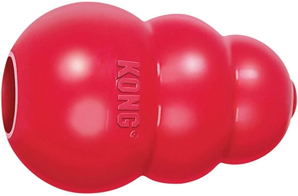 How To Keep A Yorkie Entertained (With Or Without You)