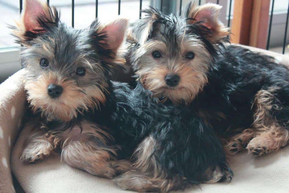 are boy or girl yorkies better