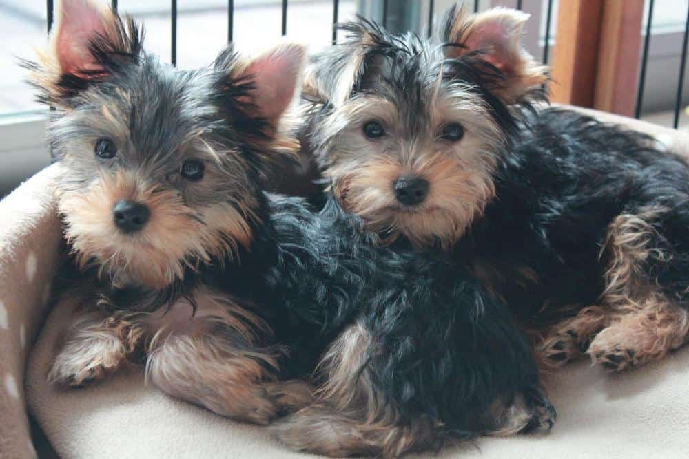 Male Vs Female Yorkie (Which Is Better For You?)