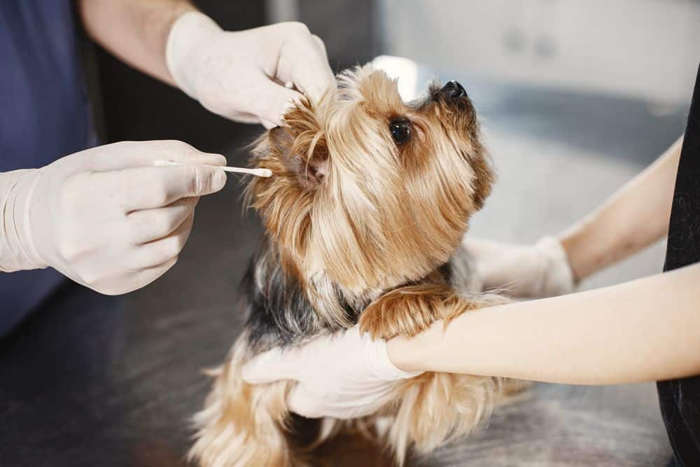 scabs on yorkie caused by skin infection