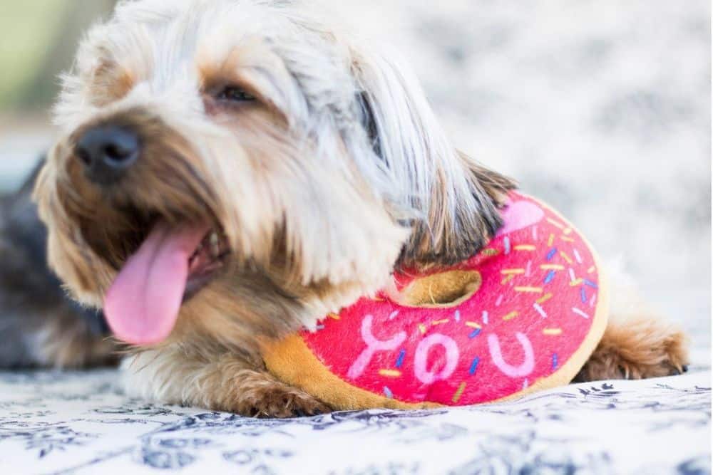 yorkie entertained with toy