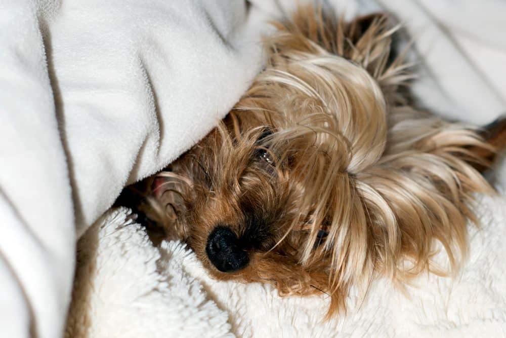 yorkshire terrier going into labor
