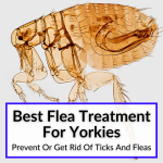 best flea treatment for yorkies